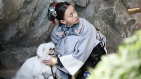 《延禧攻略》北京狗。(愛奇藝台灣站提供)