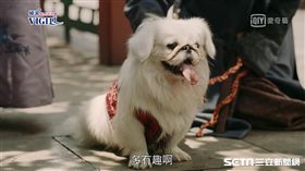 《延禧攻略》北京狗。(愛奇藝台灣站提供)