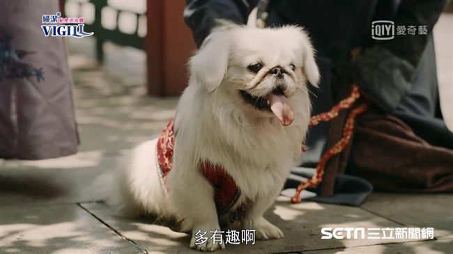 高貴妃愛犬背景超硬！亂摸恐被杖斃