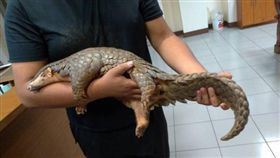 台中,穿山甲,動保,大肚區（圖／翻攝畫面）