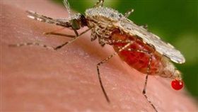 倫敦帝國學院（Imperial College London）科學家使用甘比亞瘧蚊（Anopheles gambiae）進行研究。（圖／翻攝自@DelthiaRicks 推特）