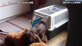 汪星人死命將玩偶拉進狗窩。