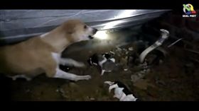 ▲狗媽媽奮力對抗眼鏡蛇。（圖／翻攝自Youtube）