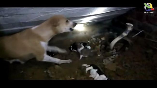 狗媽奮力對抗眼鏡蛇　見幼犬屍體悲鳴
