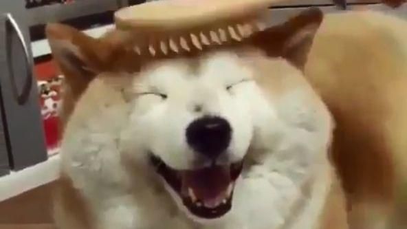 肉柴梳毛超享受　瞇眼轉耳笑開懷