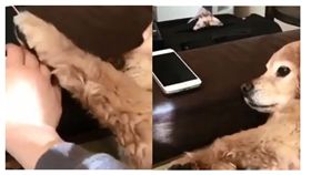 萌汪是「低頭族守護者」　見汪媽拿手機出手阻擋：不要碰！