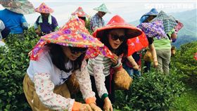 旅遊,農村旅遊,新北市農業局,來去農家DO一日,生態農村體驗,萬里蟹,茭白筍