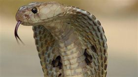 ▲眼鏡蛇（示意圖／翻攝自維基百科）
https://commons.wikimedia.org/wiki/File:Indiancobra.jpg