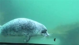 海豹初見蝴蝶好奇追游　萌死上萬網友