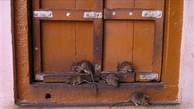 老鼠（示意圖／翻攝自pixabay）