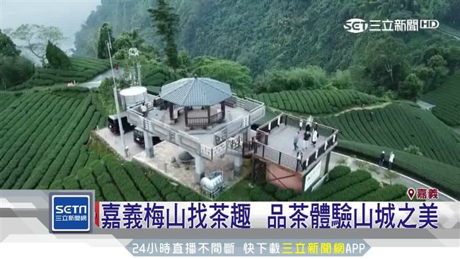 嘉義梅山找茶趣　品茶體驗山城之美