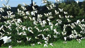 生態饗宴　龍鑾潭白羽點紛飛成亮