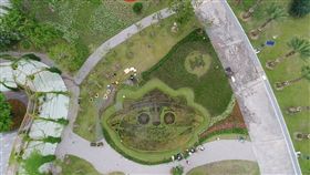 空中看見「虎爸」可愛大臉 花博外埔園彩色稻秧苗展現創意