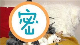 貓咪,日本,9gag,捉弄