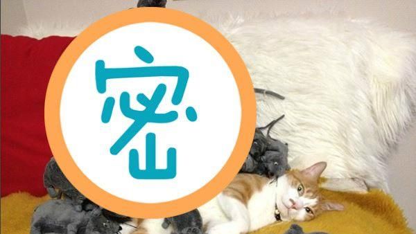 老鼠堆成山！貓遭主人惡搞「眼神死」