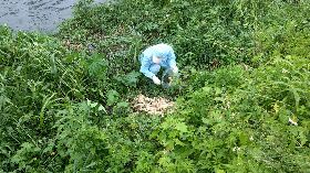 屏東竹田逾60隻鴨屍遭棄置　檢出禽流