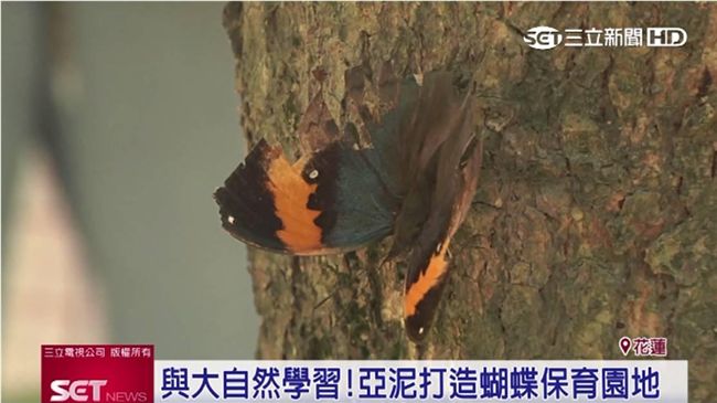 與大自然學習！亞泥打造蝴蝶保育園地