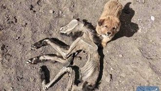 鼻酸！母屍風乾變白骨　幼犬死守不走