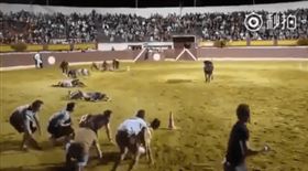 實驗,影片,鬥牛,公牛　圖／翻攝自YouTube