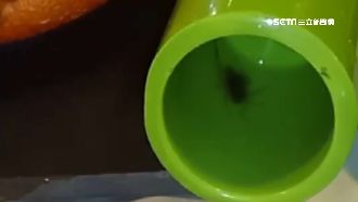 吃飯見小強倒胃口　店家多退費賠償