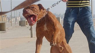 比特犬暴走攻擊！祖孫在家遭血腥撕咬慘死