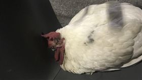 白雞,開光雞,DCARD,擋煞（圖／翻攝DCARD）