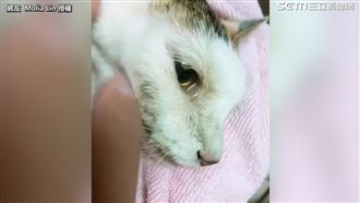 愛貓含淚離世　主人不捨：謝謝陪伴
