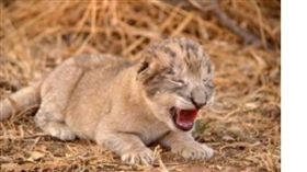 全世界第一對！人工授精獅子　南非誕生 （圖翻攝自普勒托利亞大學網頁www.up.ac.za）