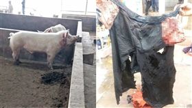 豬,豬圈,咬死,豬販,咬合力,獅,發狂,嘴,大陸,貴州　圖／翻攝自微博　https://goo.gl/An79y4