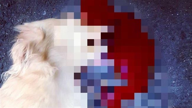 愛犬遭撞死　飼主發文咒警遭網友打臉