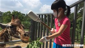 關西六福莊,親子,旅遊,長頸鹿,犀牛,保育員