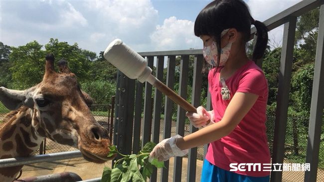 快來當保育員！近距離接觸長頸鹿犀牛