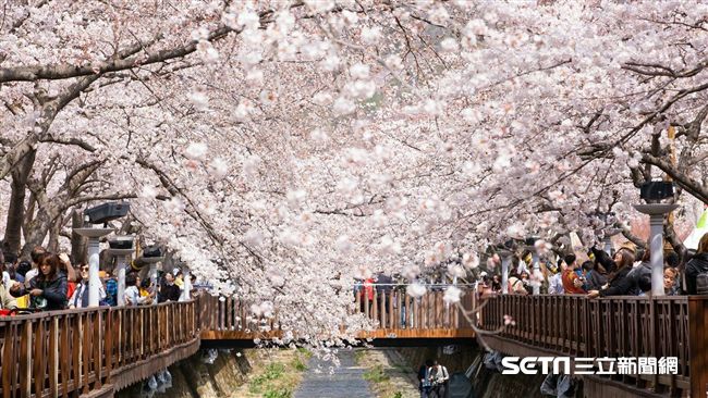 太陽公主號翻新　明年賞櫻買一送一