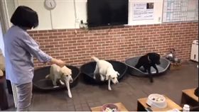 總統蔡英文1日為收養的退役導盲犬Bella和Bunny慶生。（圖／擷圖自臉書影片）