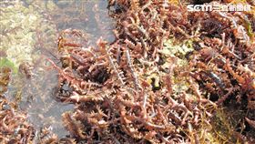 東北角,石花菜,麒麟菜,海洋資源,新北市