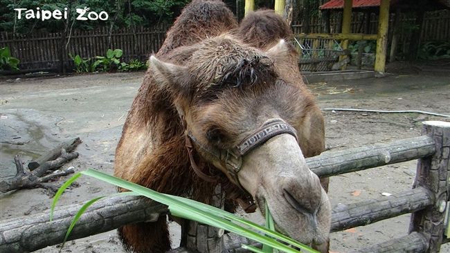 駱駝張嘴咬人　北市動物園飼養員送醫