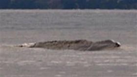 一個月內現身3次　加拿大水怪從湖中探頭（圖／翻攝自英國太陽報）水怪,目擊,奧戈波戈