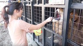 小心屍骨無存！日本最危險動物園　進去要先簽生死狀（圖／翻攝自MaoMao TV）危險,動物園,生死狀