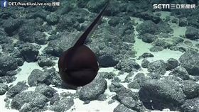 研究員在深海發現吞鰻。（圖／OET/NautilusLive.org.授權）