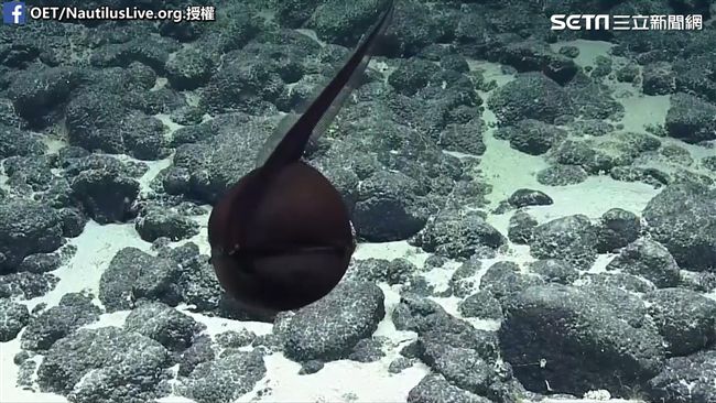 深海驚見巨型蝌蚪！張嘴變身纖細鰻魚