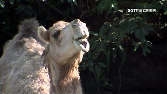 北市動物園駱駝咬人　疑急著進食誤傷