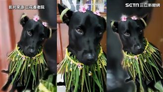 媽媽手工草裙　毛小孩變身夏威夷舞孃