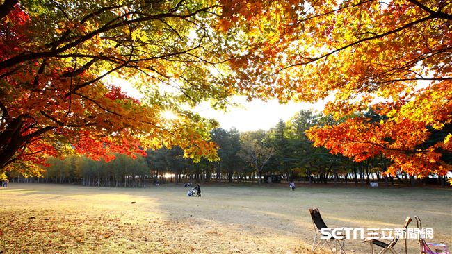 韓國楓紅全盛期月中登場　首爾就能看