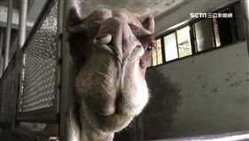北市動物園17年首例! 保育員遭駱駝