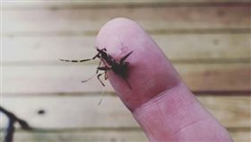 美北卡州巨蚊肆虐　可咬穿兩層衣吸血（圖／翻攝自Jennings Wright IG）