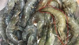 蝦子,藍鑽蝦,問卦,蝦王／翻攝PTT