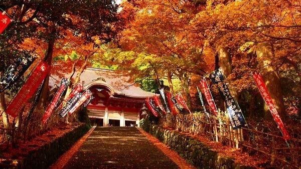 首航特惠！秋季與日本山陰的紅葉相遇