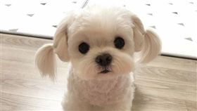 雙馬尾馬爾濟斯超萌！圓眼成狗界網美（圖／翻攝自sun_sim_ Instagram）