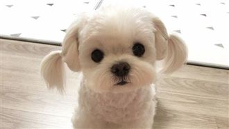 狗界網美！馬爾濟斯神駕馭「雙馬尾」