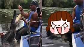 家犬,鱷魚,討摸,美國,餵食,導遊,狗,訓練,巨鱷,恐怖　圖／翻攝自YouTube http://youtu.be/Gjq_7vD4E_M